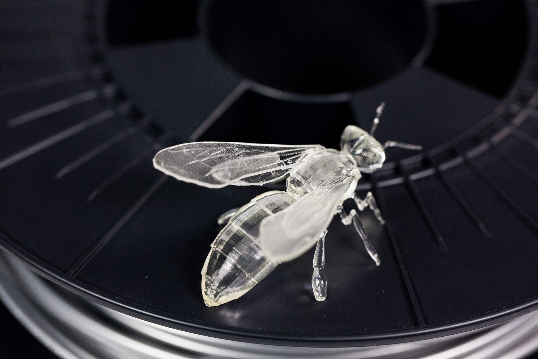 l007-Bee copy